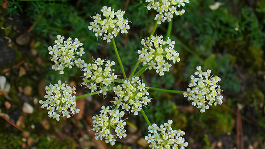 Alpen-Augenwurz: Alle Infos über das Wildkraut im Überblick