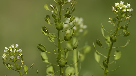 Acker-Hellerkraut: Alle Infos über das Wildkraut im Überblick