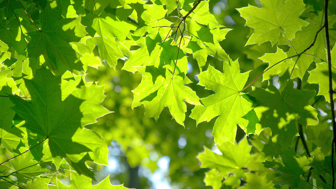 Ahorn: Alle Infos über den essbaren Baum im Überblick