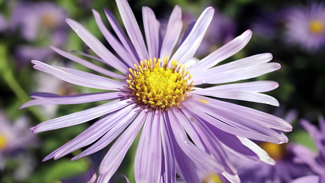 Aster: Alle Infos über das Wildkraut im Überblick