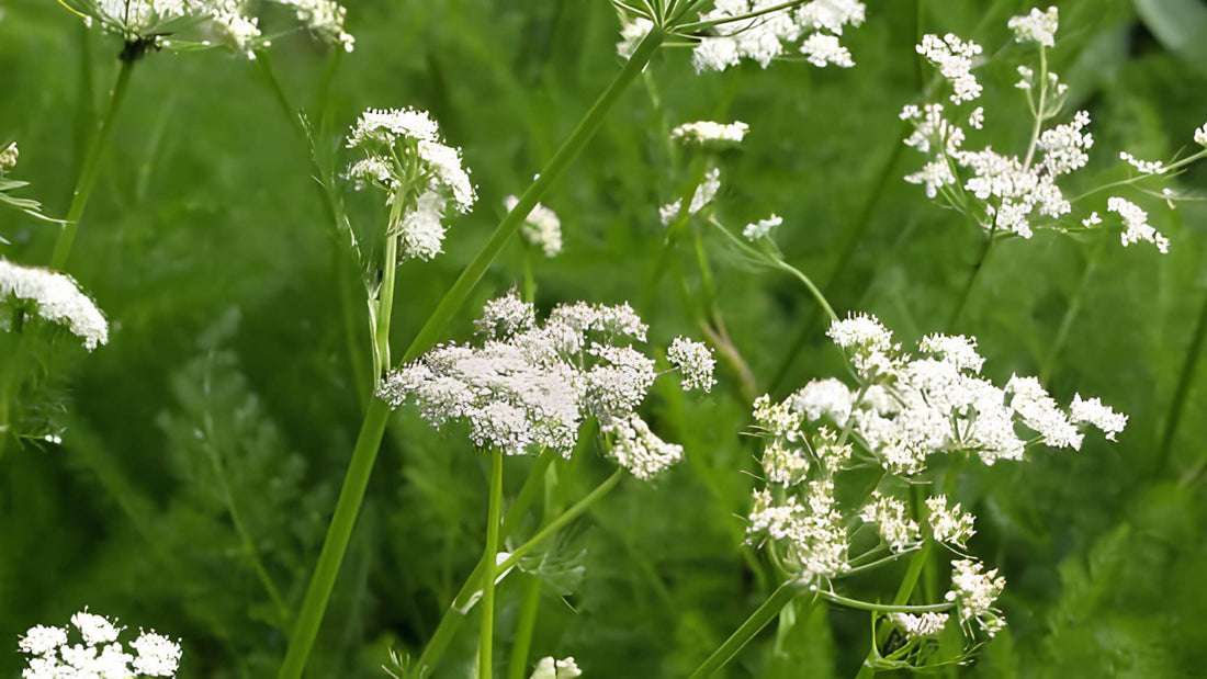 Bärwurz: Alle Infos über das Wildkraut im Überblick