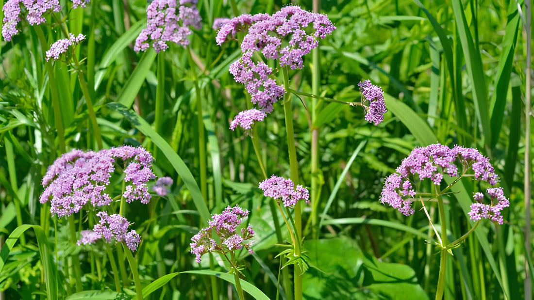 Baldrian: Alle Infos über das Wildkraut im Überblick