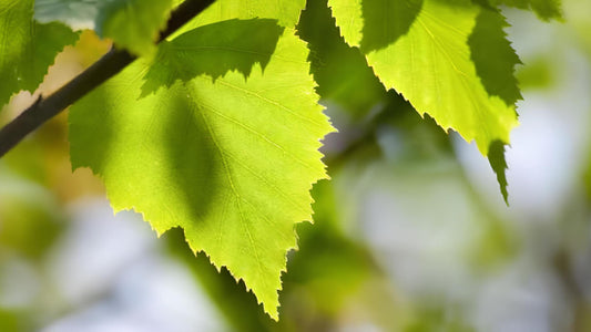 Birke: Alle Infos über den essbaren Baum im Überblick