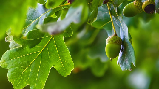 Eichen: Alle Infos über den essbaren Baum im Überblick