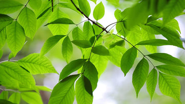 Esche: Alle Infos über den essbaren Baum im Überblick