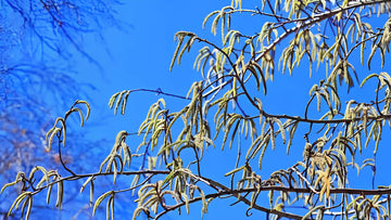 Espe: Alle Infos über den essbaren Baum im Überblick