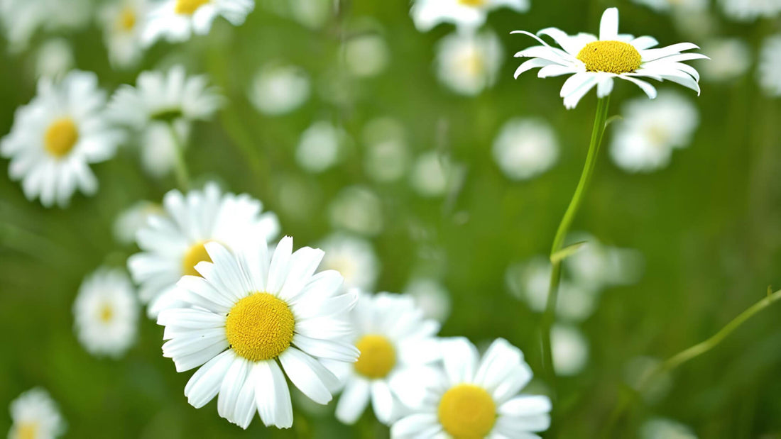 Gänseblümchen: Alle Infos über das Wildkraut im Überblick