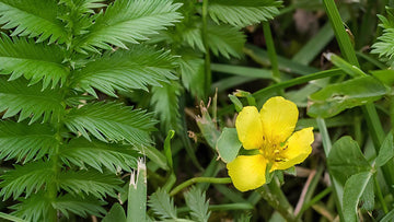 Gänsefingerkraut: Alle Infos über das Wildkraut im Überblick