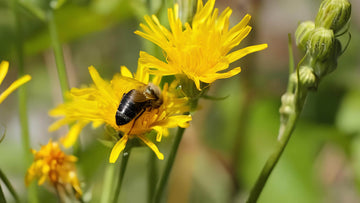 Habichtskraut: Alle Infos über das Wildkraut im Überblick