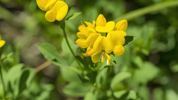 Hornklee: Alle Infos über das Wildkraut im Überblick