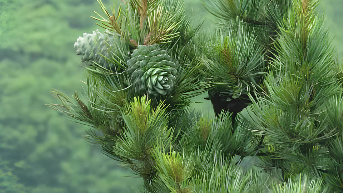 Kiefer: Alle Infos über den essbaren Baum im Überblick