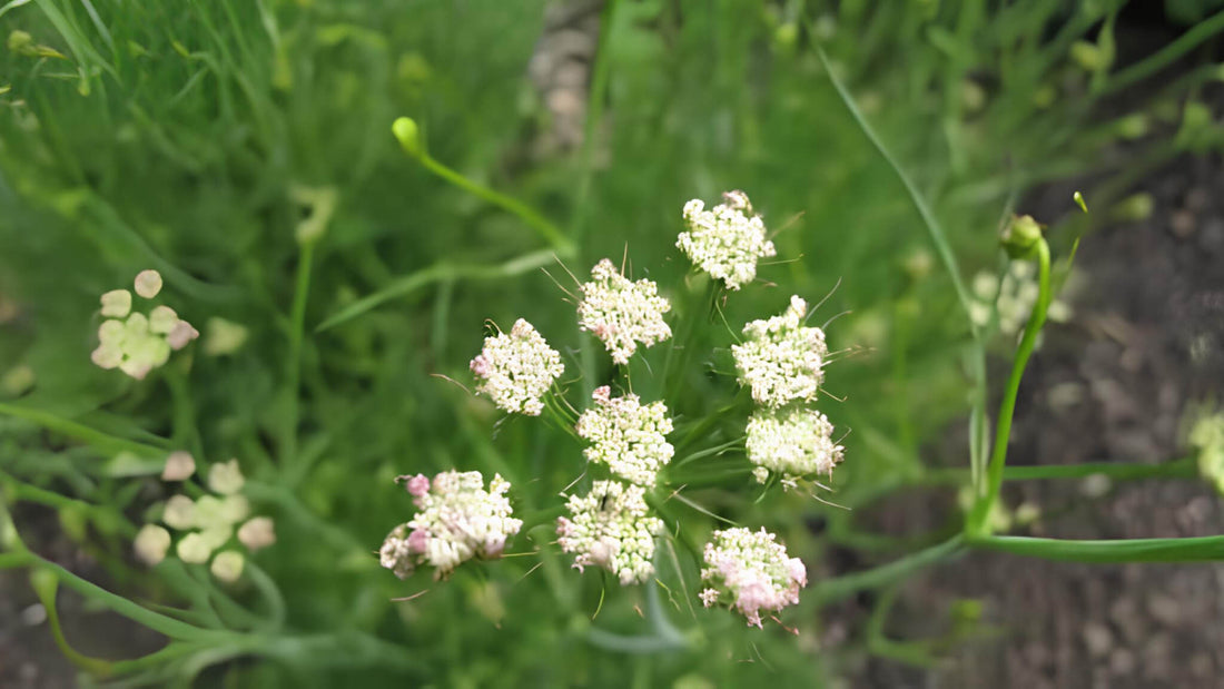 Knollenkümmel: Alle Infos über das Wildkraut im Überblick