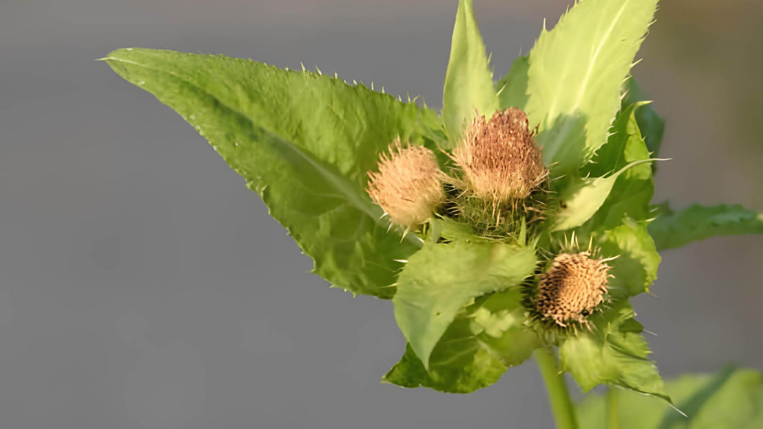 Kohldistel: Alle Infos über das Wildkraut im Überblick