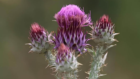 Krause Distel: Alle Infos über das Wildkraut im Überblick