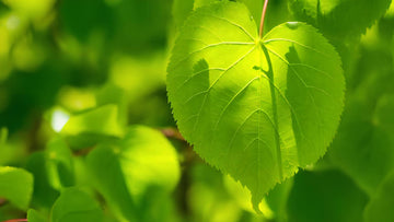 Linde: Alle Infos über den essbaren Baum im Überblick