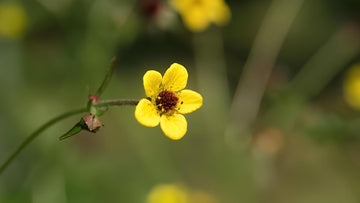 Echte Nelkenwurz: Alle Infos über das Wildkraut im Überblick