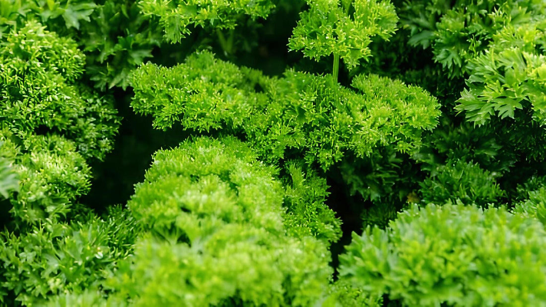 Petersilie: Alle Infos über das Wild- und Gartenkraut im Überblick