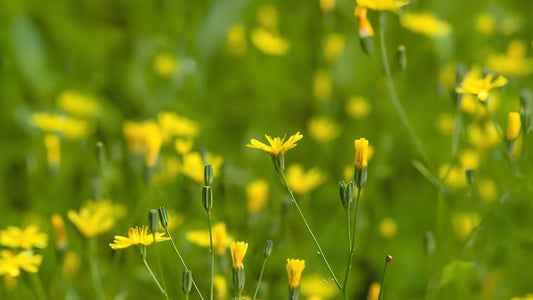 Rainkohl: Alle Infos über das Wildkraut im Überblick