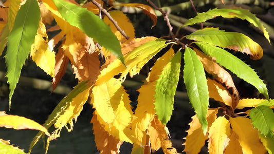 Rotbuche: Alle Infos über den essbaren Baum im Überblick