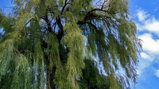 Silberweide: Alle Infos über den essbaren Baum im Überblick