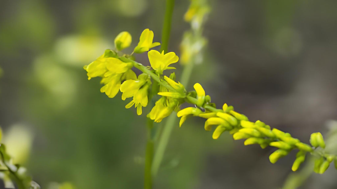 Steinklee: Alle Infos über das Wildkraut im Überblick