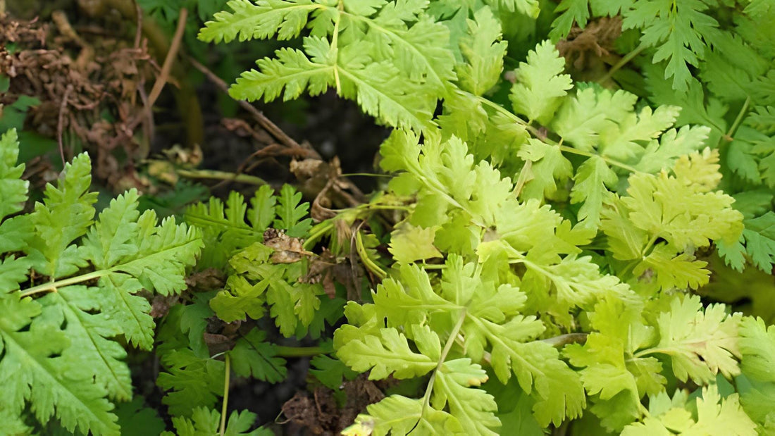 Süßdolde: Alle Infos über das Wildkraut im Überblick