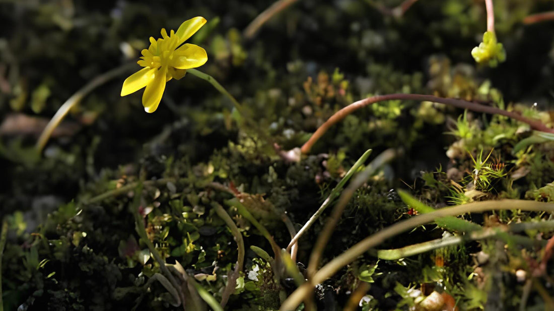 Sumpfkresse: Alle Infos über das Wildkraut im Überblick