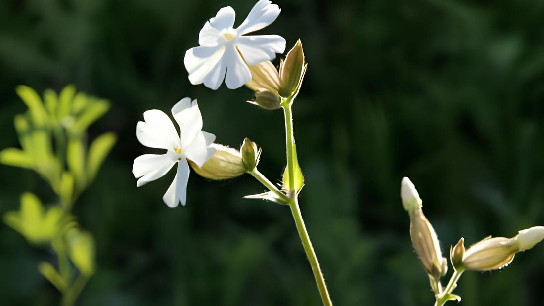 Taubenkropf-Leimkraut: Alle Infos über das Wildkraut im Überblick