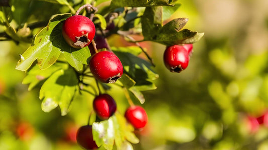 Weißdorn: Alle Infos über den essbaren Baum im Überblick