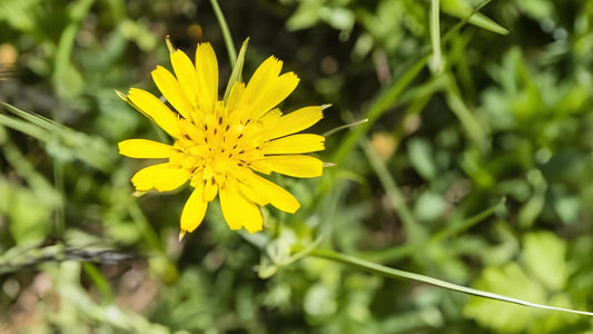 Wiesen-Bocksbart: Alle Infos über das Wildkraut im Überblick