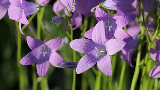 Wiesen-Glockenblume: Alle Infos über das Wildkraut im Überblick