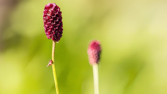 Wiesenknopf: Alle Infos über das Wildkraut im Überblick