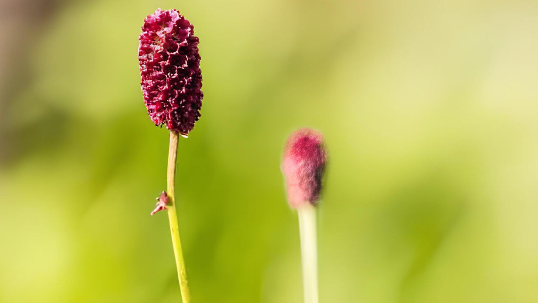 Wiesenknopf: Alle Infos über das Wildkraut im Überblick