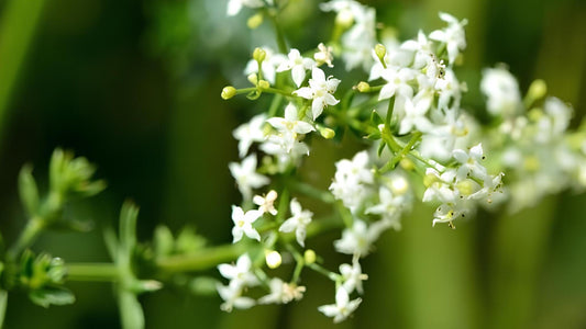 Wiesenlabkraut: Alle Infos über das Wildkraut im Überblick