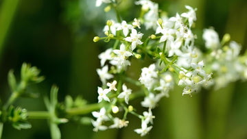 Wiesenlabkraut: Alle Infos über das Wildkraut im Überblick